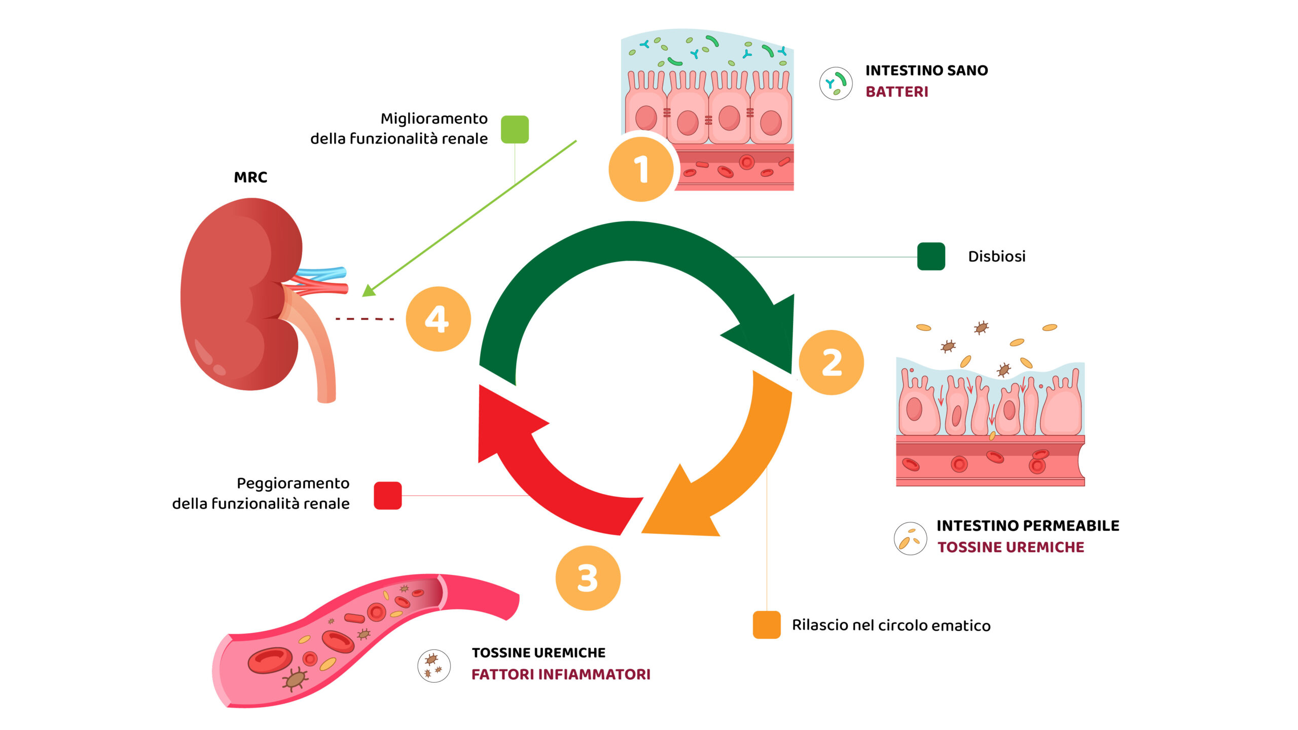 Schema del circolo vizioso tra disfunzione renale e disbiosi intestinale nella MRC.